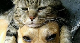 10 foto di cani e gatti amici per la pelle