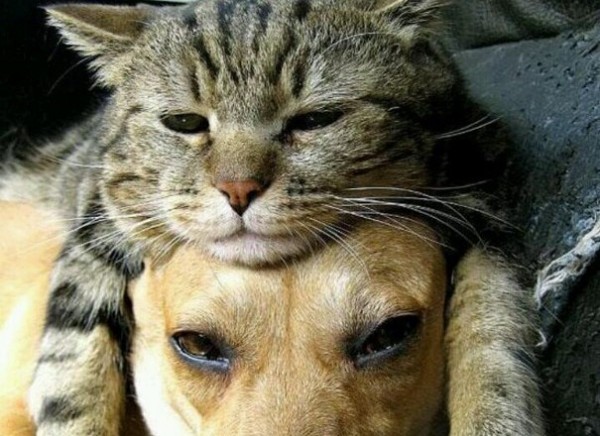 gatto su testa di cane
