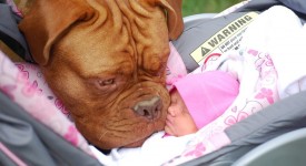 10 cani innamorati cotti dei bambini appena nati (FOTO)