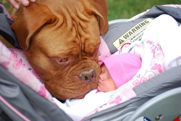 10 cani innamorati cotti dei bambini appena nati (FOTO)