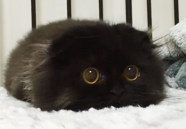 primo piano gatto nero