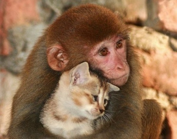 scimmia e gatto