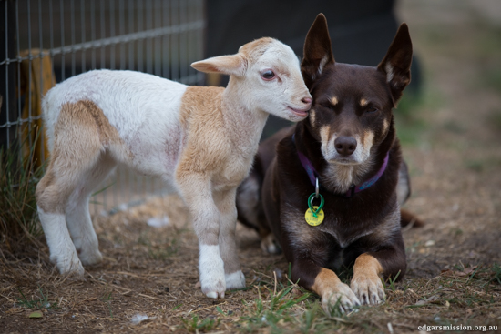 Agnellino e cane