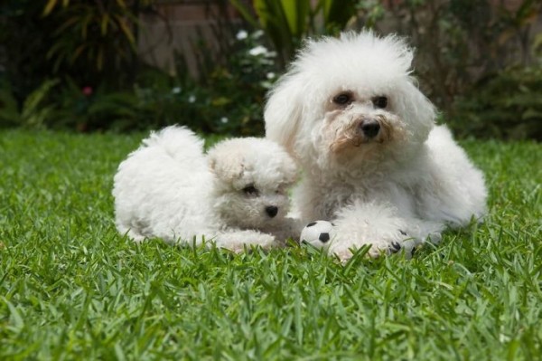 Bichon frise e cucciolo