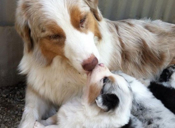 Border Collie e cucciolo