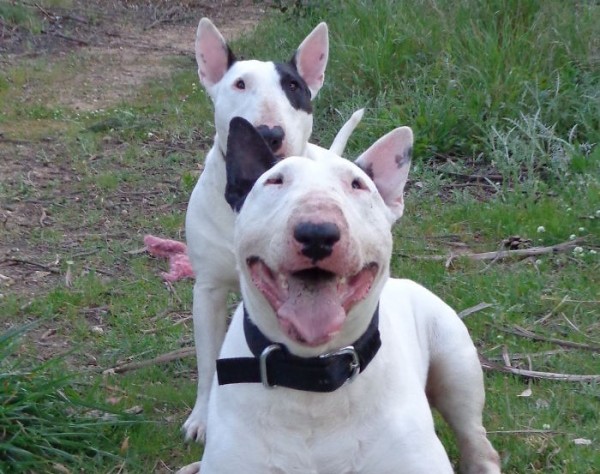 Bull terrier e cucciolo