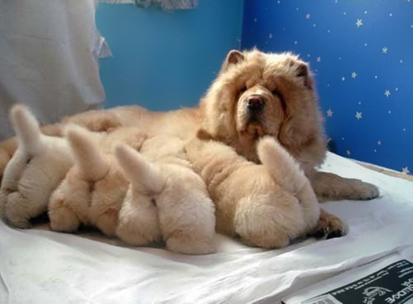 Chow Chow con i cuccioli