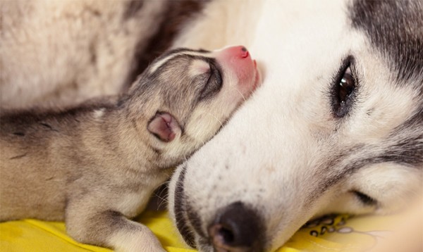 Cucciolo di husky con la mamma