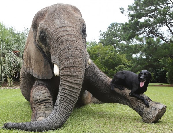 Elefante e cane