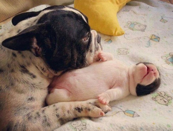 French bulldog e piccolo
