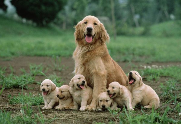 Golden con sei cuccioli