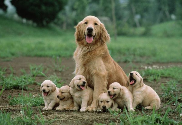 Cocchi di mamma a quattro zampe (FOTO)