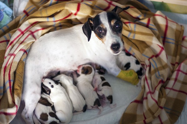 Jack Russel con i cuccioli