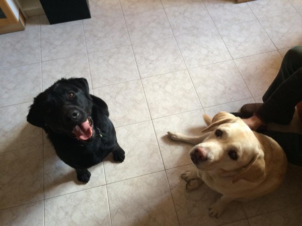 Labrador assiste cane e proprietario non vedenti
