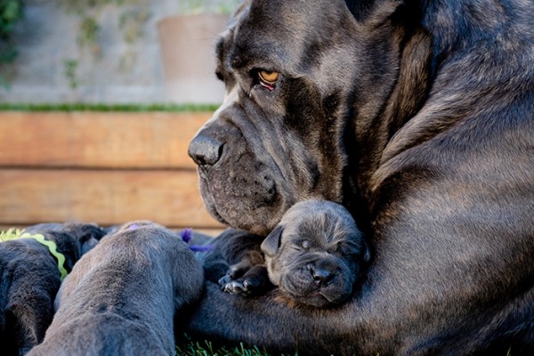 Mastino e cuccioli