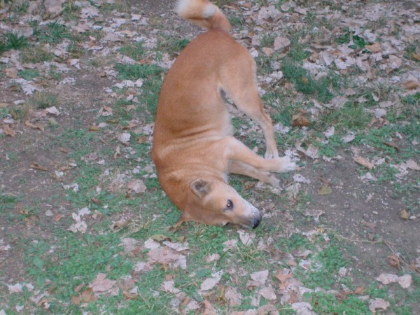 New Guinea Singing Dog