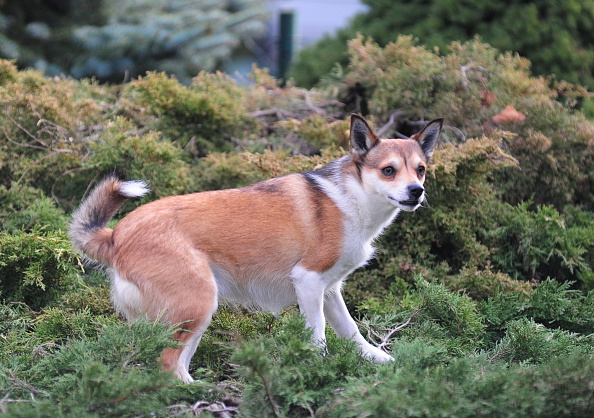 Norwegian Lundehund