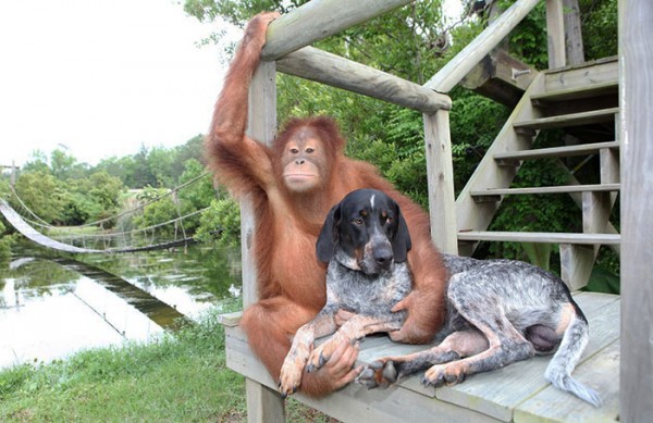 Orangotango e cane