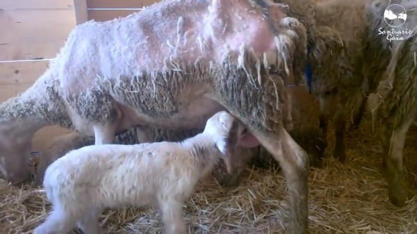 Santi l'agnellino adottato dalla pecora Teresa (VIDEO)