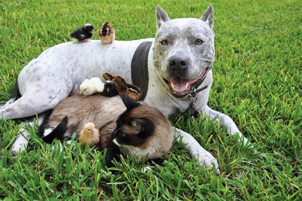 Pitbull gatto e pulcini