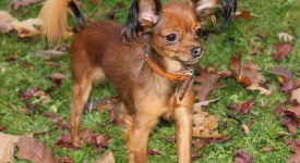 10 cani non comuni di piccola taglia (FOTO)