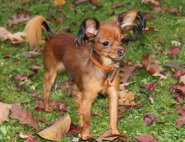 10 cani non comuni di piccola taglia (FOTO)