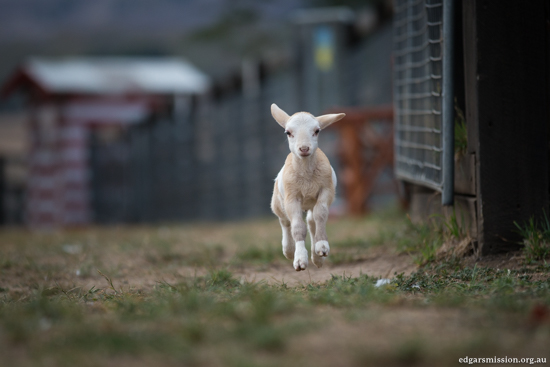 Fifi, l'agnellina salvata star della fattoria (FOTO)