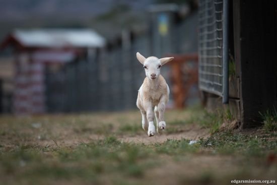 agnellino che corre