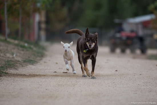 agnellino corre con un cane