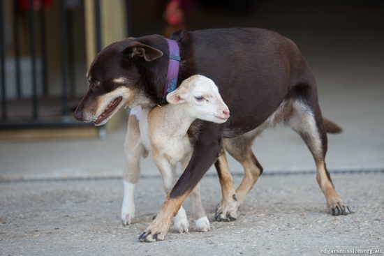 agnello e cane giocano