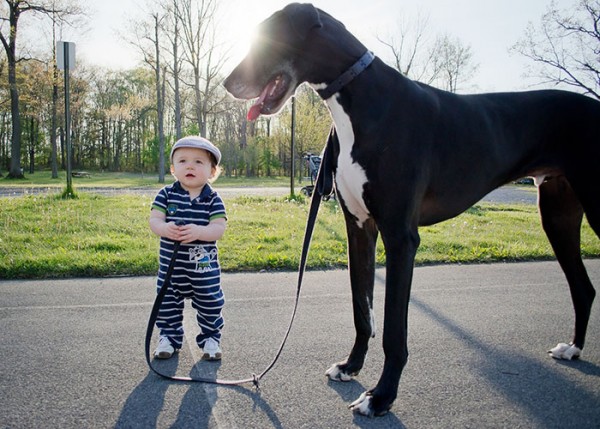 10 cani giganteschi con dieci piccoli umani (FOTO)