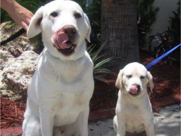 cane adulto e cucciolo