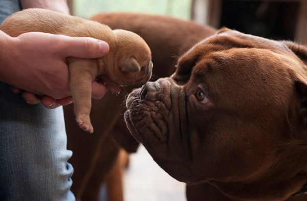 cane con cucciolo