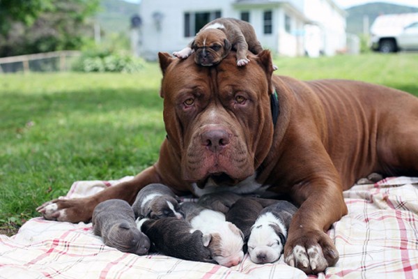 cane con i cuccioli