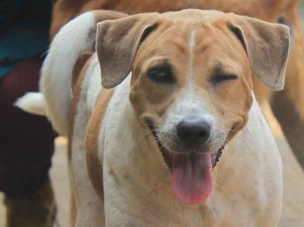 cane con l'occhio chiuso