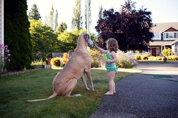 cane di grossa taglia e bambina