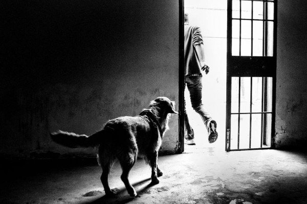 Cani dentro, in mostra la pet therapy per detenuti
