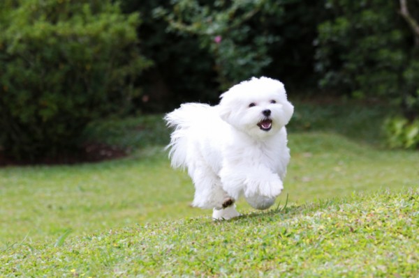 cane in un parco