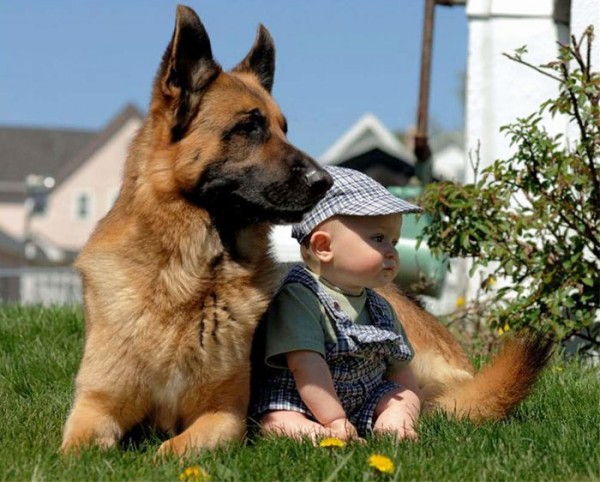 cane lupo e bambino