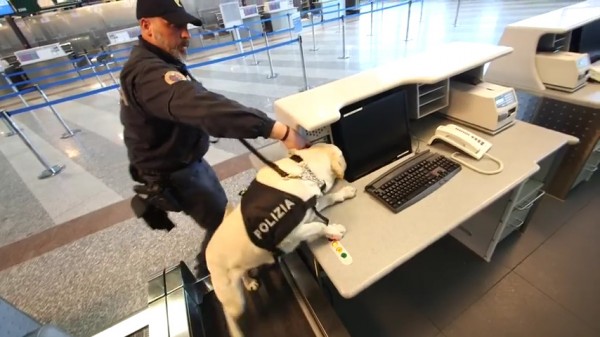 cane poliziotto al lavoro