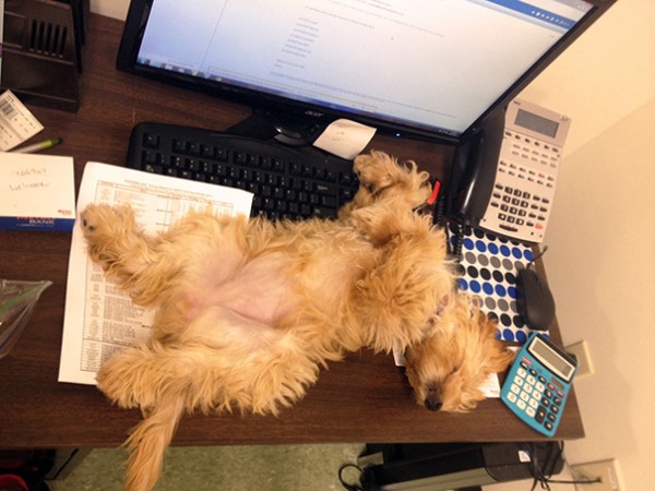 cane sdraiato su tavolo da lavoro