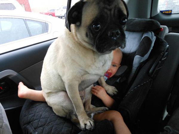 cane seduto su bambino