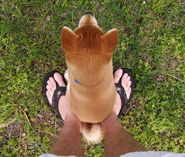 10 adorabili cani invadenti per vocazione e scelta (FOTO)