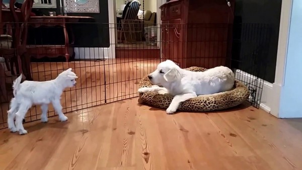 Incontri ravvicinati di cuccioli nel salotto di casa (VIDEO)