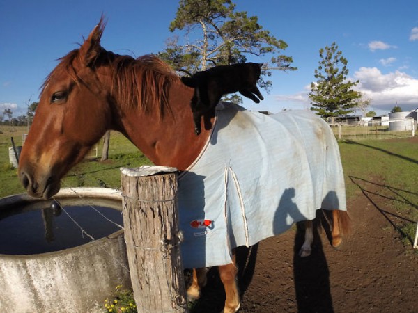 cavallo e gatto