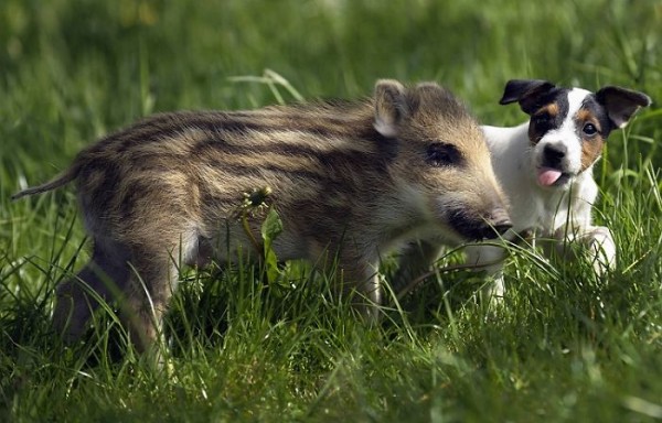 cinghiale e cane