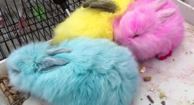 Conigli colorati, crudele marketing pasquale