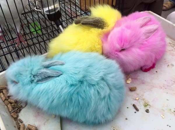 conigli colorati