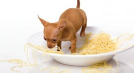 pasta per cani differenza nostra