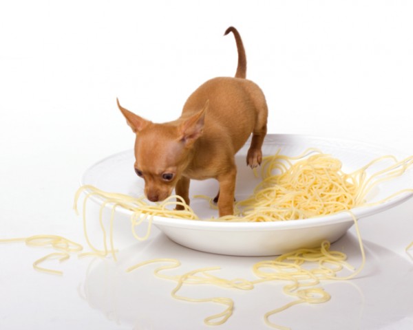 pasta per cani differenza nostra